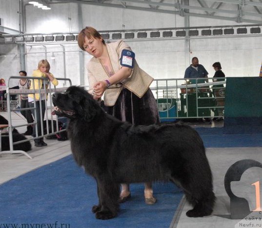 Фото: ньюфаундленд Акватория Келвин Щедрость Фортуны (Aquatoriya Kelvin Schedrost Fortuny)