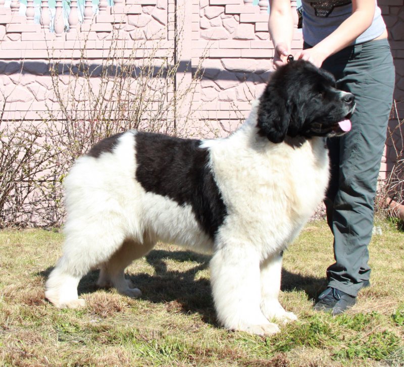 Фото: ньюфаундленд Аквиан Сонг Розмари (Akvian Song Rosemary)