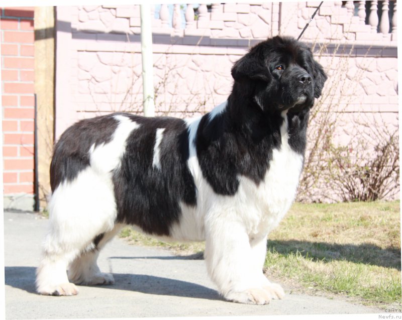 Фото: ньюфаундленд Аквиан Сонг Кисс Фром Роуз (Akvian Song Kiss from Rouz)