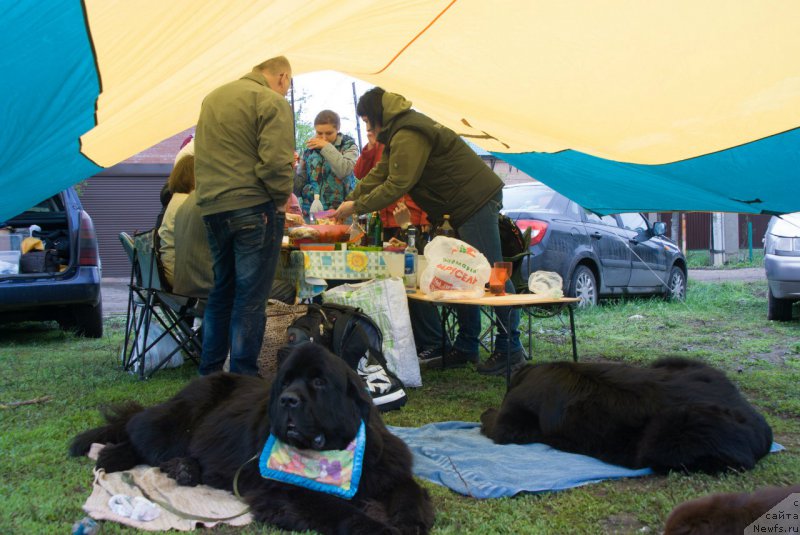 Фото: ньюфаундленд Эхо Москвы с Берега Дона (Eho Moskvy s Berega Dona), ньюфаундленд Sandbears Franco