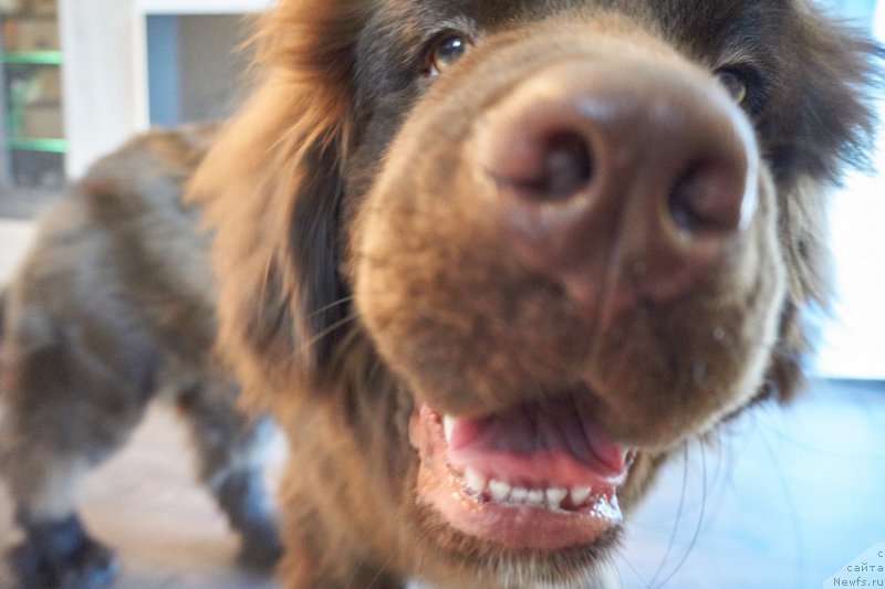 Фото: ньюфаундленд Фанньюф Аквилон (Funnewf Akvilon)