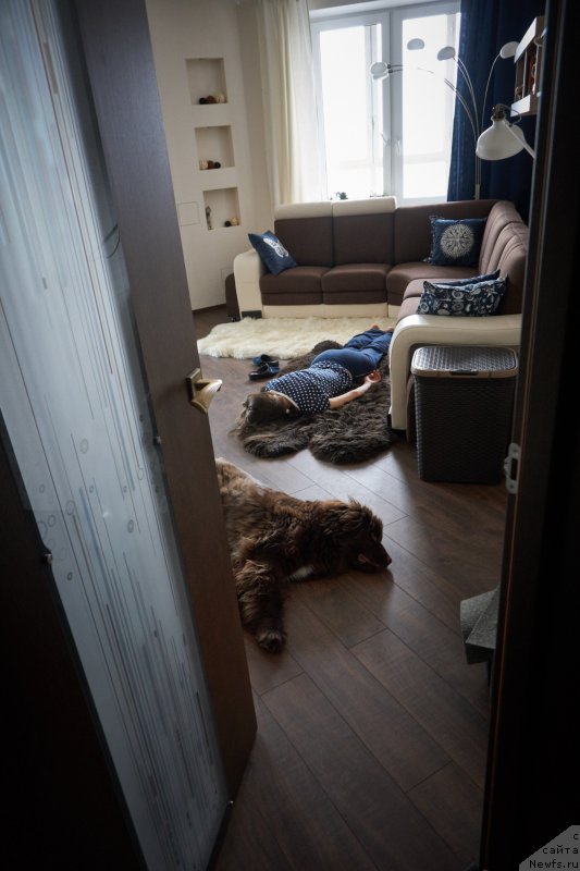 Фото: ньюфаундленд Фанньюф Аквилон (Funnewf Akvilon)