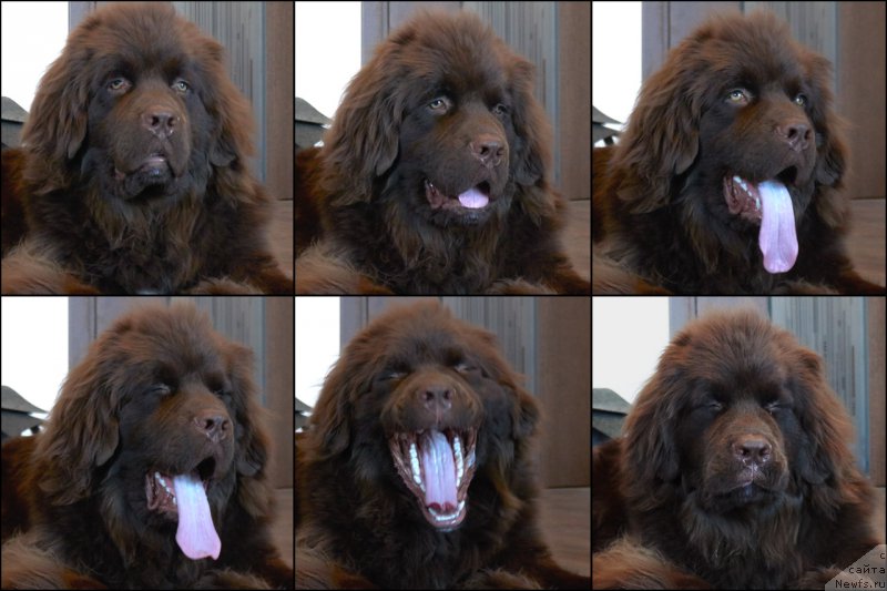 Фото: ньюфаундленд Фанньюф Аквилон (Funnewf Akvilon)