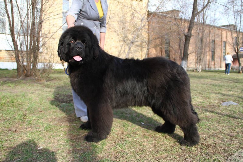 Фотография № 206414