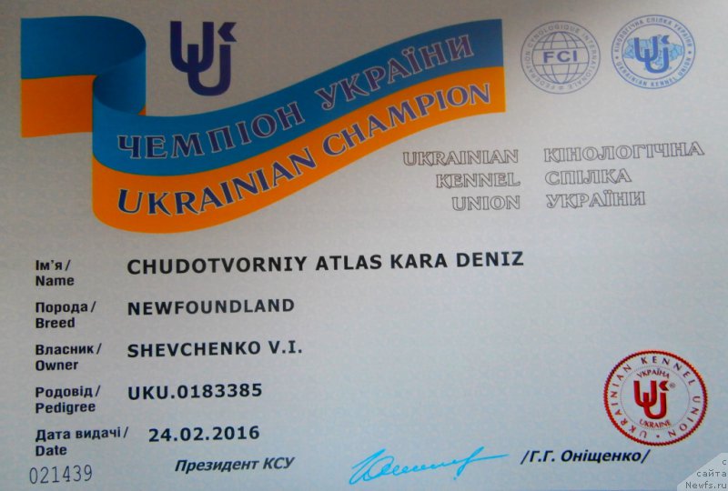 Фото: ньюфаундленд Chudotvorniy Atlas Kara Deniz