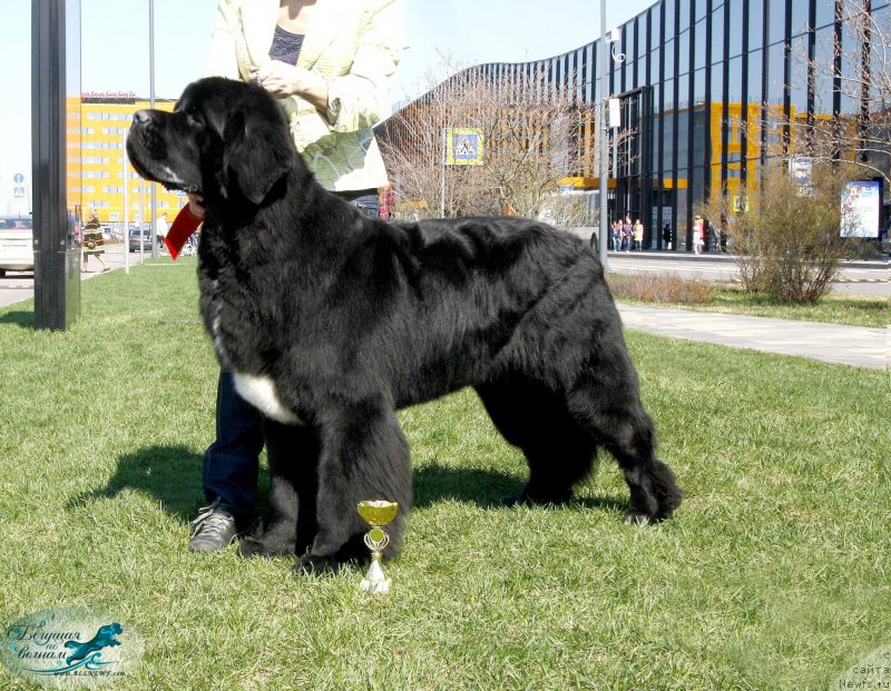Фото: ньюфаундленд Бегущая по Волнам Чарт Топпер (Beguschaya po Volnam Сhart Topper)