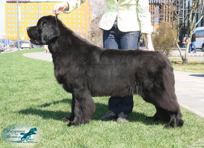 Фотография № 206421