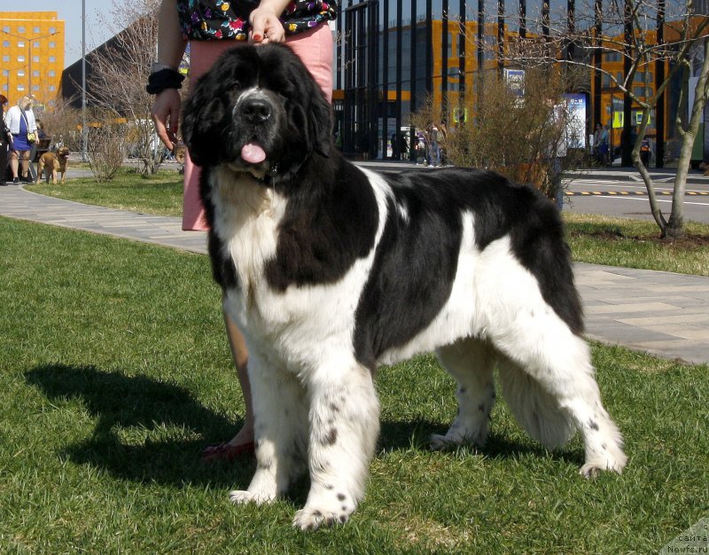 Фотография № 206425