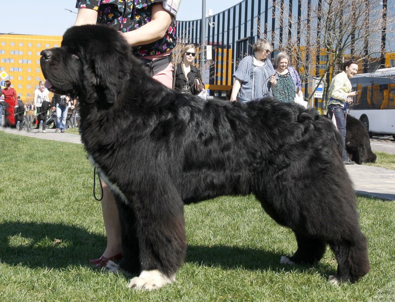 Фото: ньюфаундленд Питерньюф Омниа Винсет Амор (Piternyuf Omnia Vincet Amor)