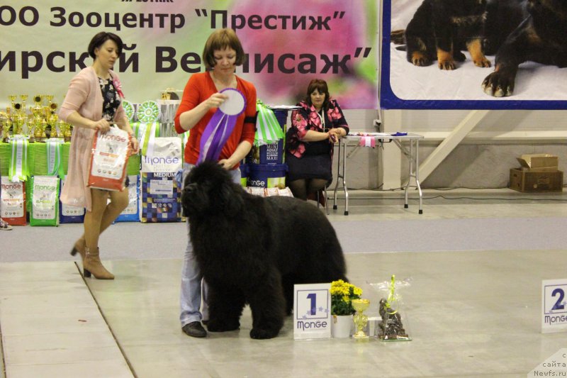 Фото: ньюфаундленд Фиаметтахауз Факт Фаворит (Fiamettahauz Fakt Favorit)