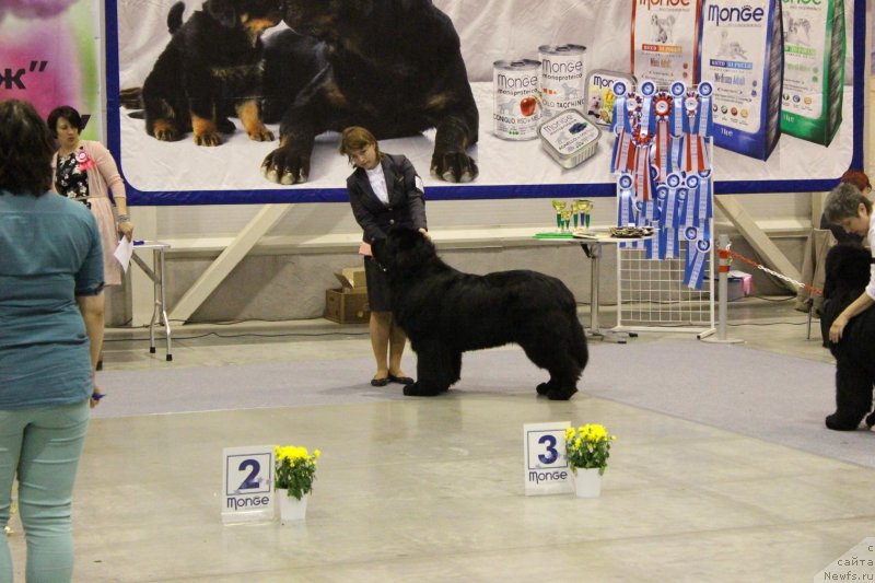 Фото: ньюфаундленд Супер Премиум Лиллихаммер (Super Premium Lillihamer)