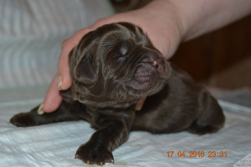 Фото: ньюфаундленд Zhdanny Syn Vialiki Miadzvedz, ньюфаундленд Джаконда