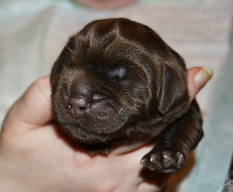 Фото: ньюфаундленд Zhdanny Syn Vialiki Miadzvedz, ньюфаундленд Джаконда