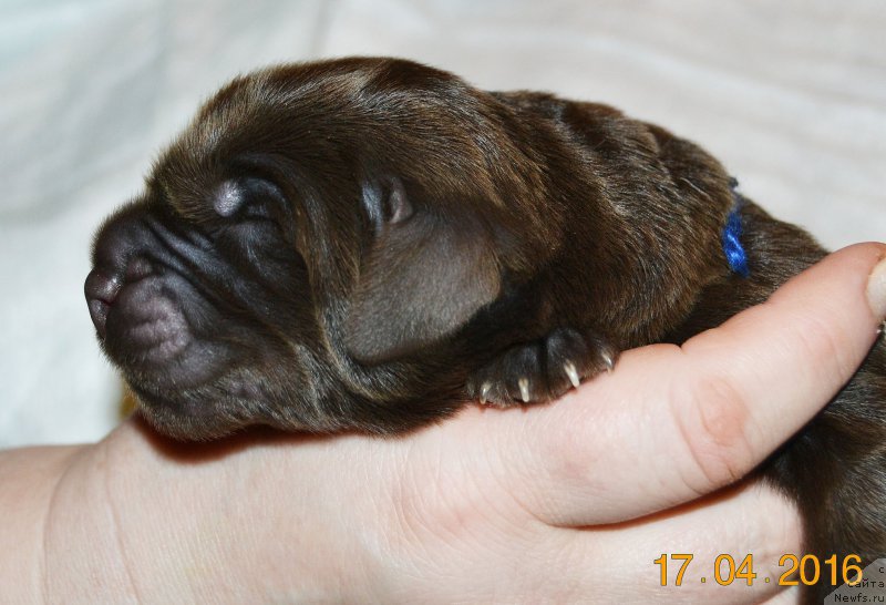 Фото: ньюфаундленд Zhdanny Syn Vialiki Miadzvedz, ньюфаундленд Джаконда