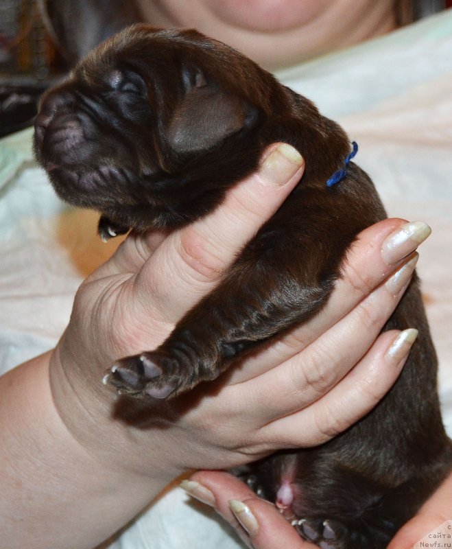 Фото: ньюфаундленд Zhdanny Syn Vialiki Miadzvedz, ньюфаундленд Джаконда