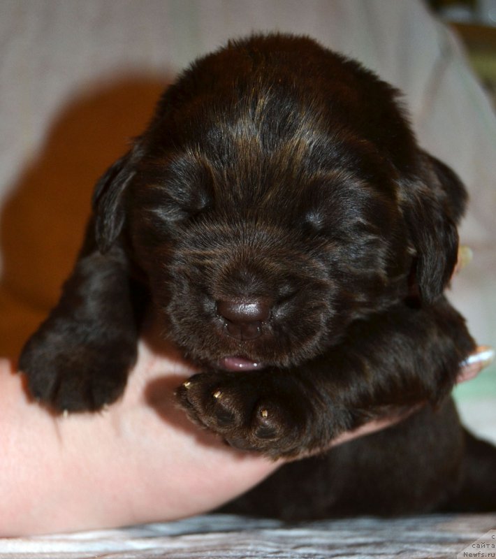 Фото: ньюфаундленд Zhdanny Syn Vialiki Miadzvedz, ньюфаундленд Джаконда