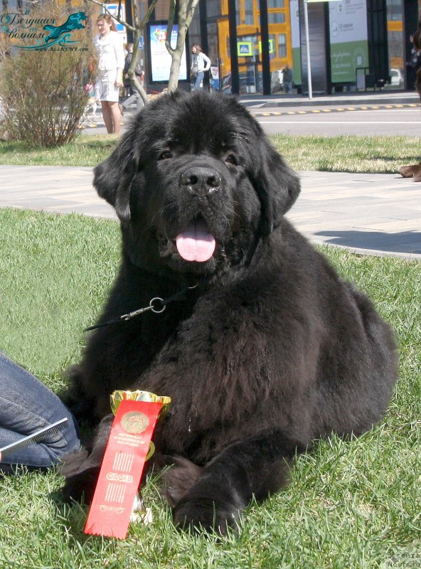 Фото: ньюфаундленд Бегущая по Волнам Браво Брависсимо (Beguschaya po Volnam Bravo Bravissimo)