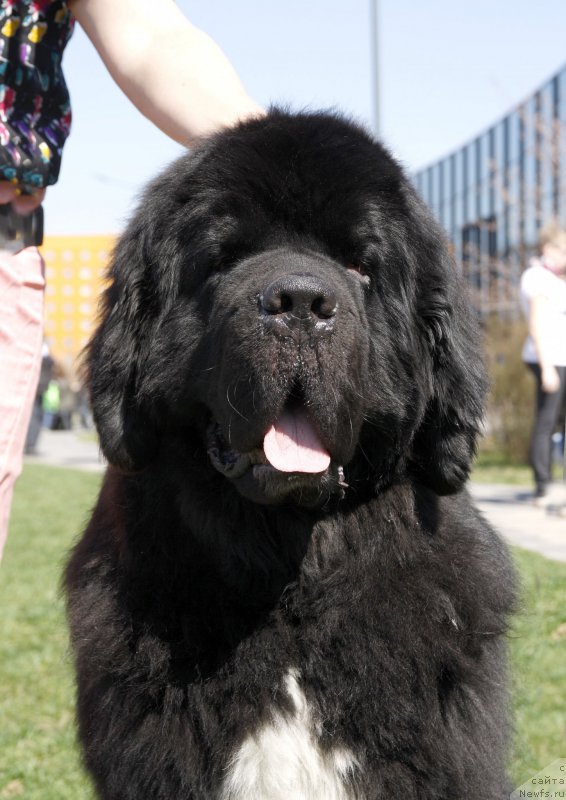 Фото: ньюфаундленд Питерньюф Омниа Винсет Амор (Piternyuf Omnia Vincet Amor)