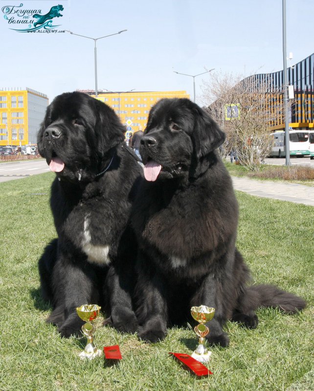 Фото: ньюфаундленд Бегущая по Волнам Чарт Топпер (Beguschaya po Volnam Сhart Topper), ньюфаундленд Бегущая по Волнам Браво Брависсимо (Beguschaya po Volnam Bravo Bravissimo)