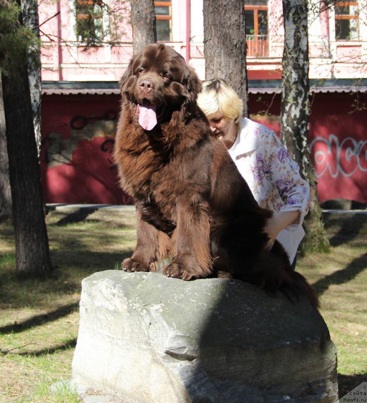 Фото: ньюфаундленд Ньюфорт Ваше Величество Брабус
