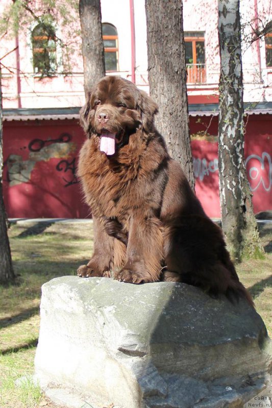 Фото: ньюфаундленд Ньюфорт Ваше Величество Брабус