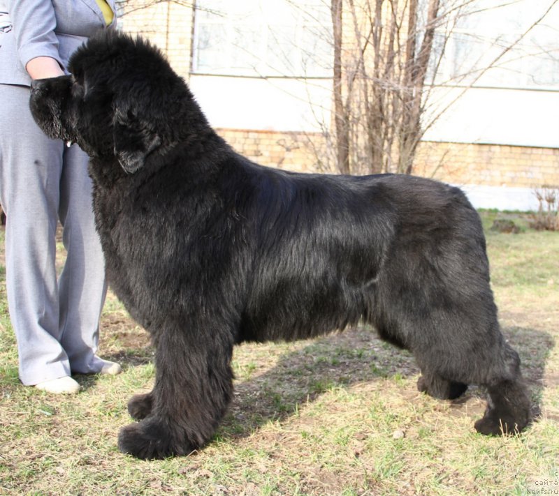 Фото: ньюфаундленд С'Нежная Вьюга Альянико Дель Вультуре (S'Nezhnaya Vjuga Alyaniko del Vulture)