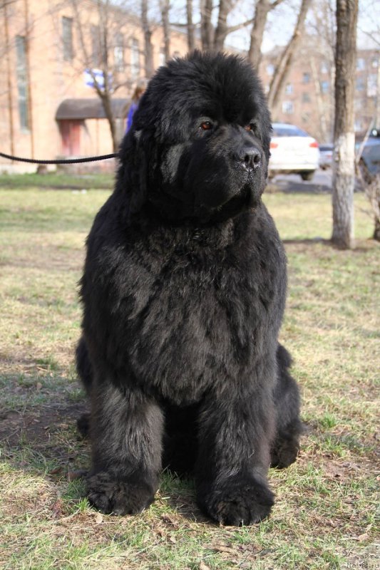 Фото: ньюфаундленд С'Нежная Вьюга Альянико Дель Вультуре (S'Nezhnaya Vjuga Alyaniko del Vulture)