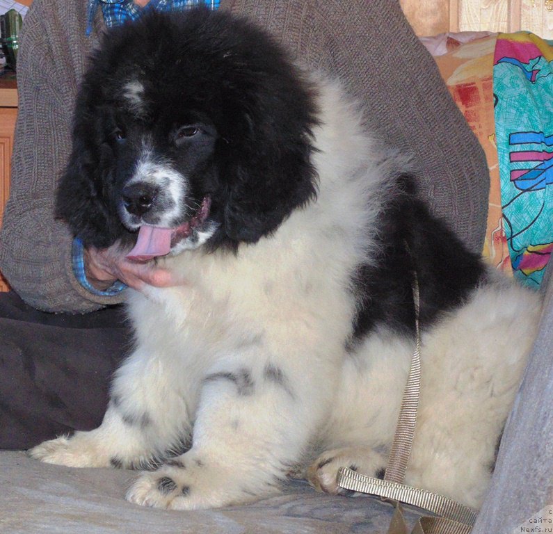 Фото: ньюфаундленд Баренц от Карельских Медведей