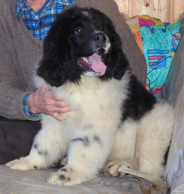 Фото: ньюфаундленд Баренц от Карельских Медведей