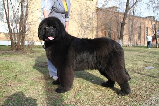 Фотография № 206499