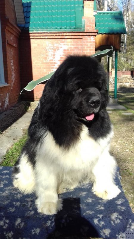 Фото: ньюфаундленд Chatkantarra Taro
