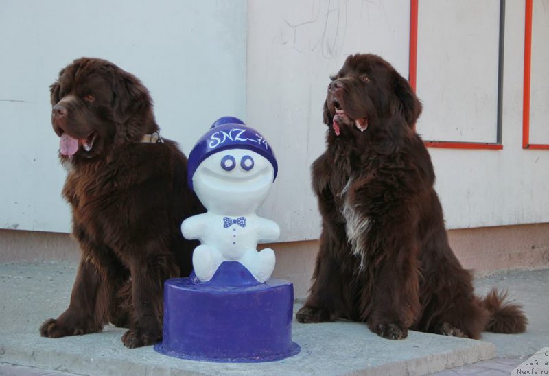 Фото: ньюфаундленд Ньюфорт Ваше Величество Брабус, ньюфаундленд Обуш Шед Янтарный Поцелуй