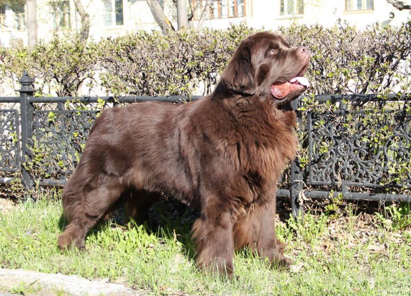 Фото: ньюфаундленд Ньюфорт Ваше Величество Брабус