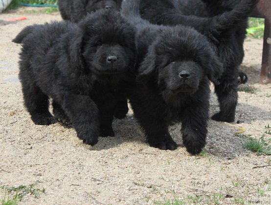 Фотография № 206516