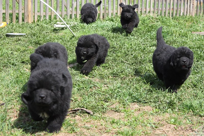 Фотография № 206517