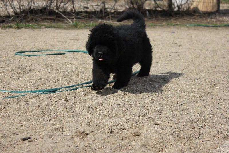 Фотография № 206519