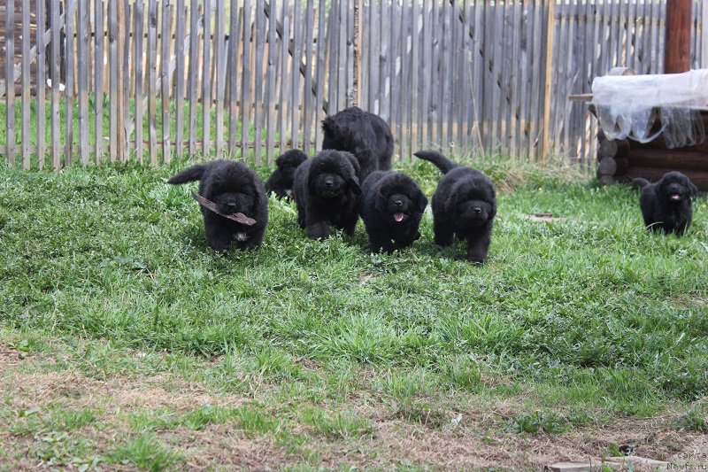 Фотография № 206521