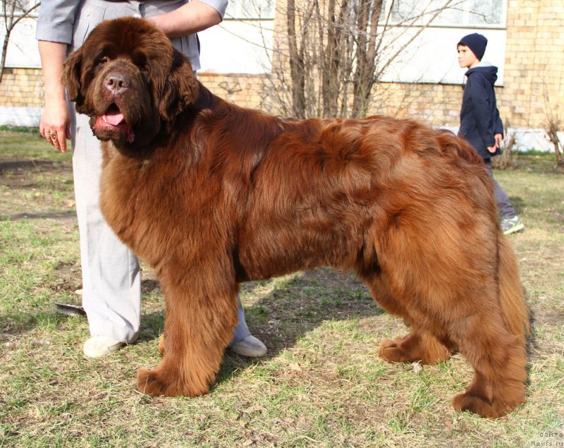 Фото: ньюфаундленд Devil Cancrimo