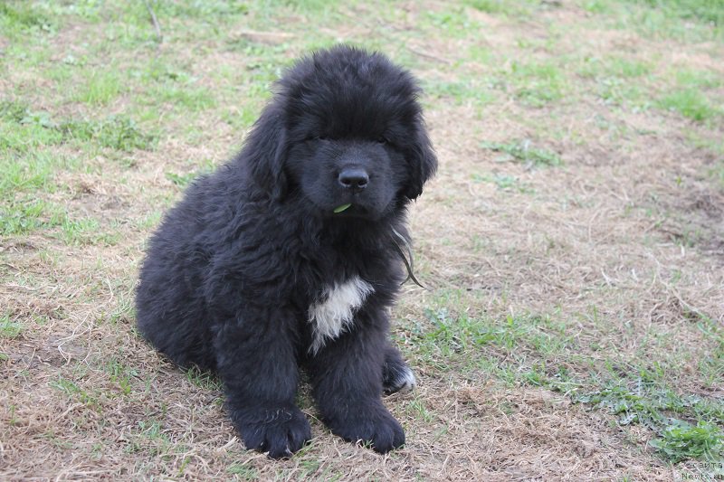 Фото: ньюфаундленд Терра Виктория Блю Дрим