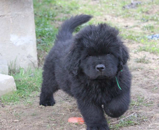 Фотография № 206524