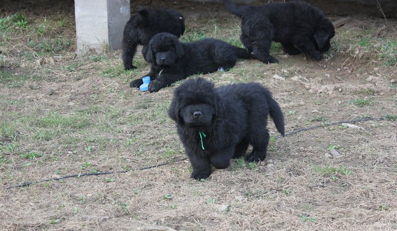 Фотография № 206525