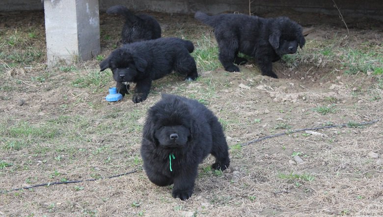 Фото: ньюфаундленд Гранд Бэби Ариадна, ньюфаундленд Супер Бизон Лилимэн (Super Bizon Liliman)
