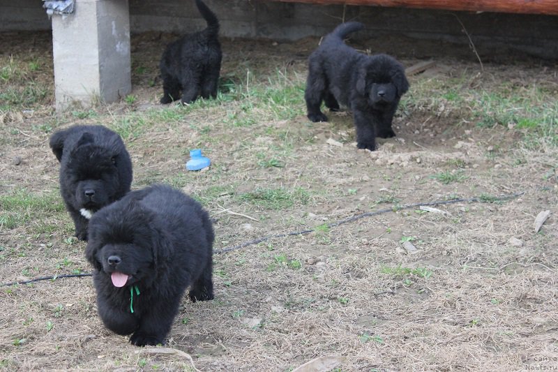 Фотография № 206527