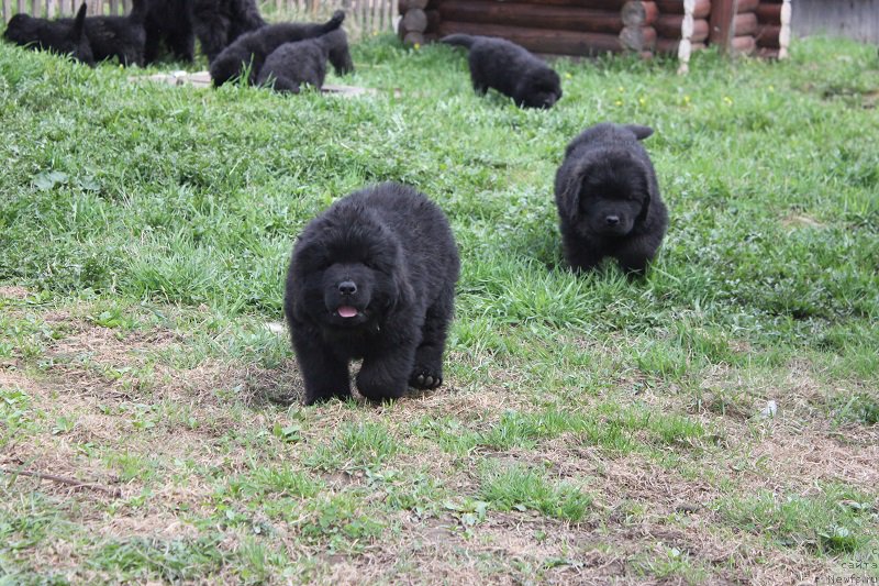 Фото: ньюфаундленд Гранд Бэби Ариадна, ньюфаундленд Супер Бизон Лилимэн (Super Bizon Liliman)