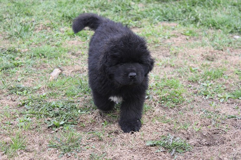 Фотография № 206529