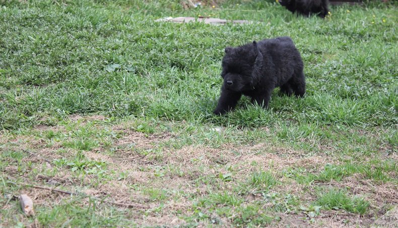 Фотография № 206532