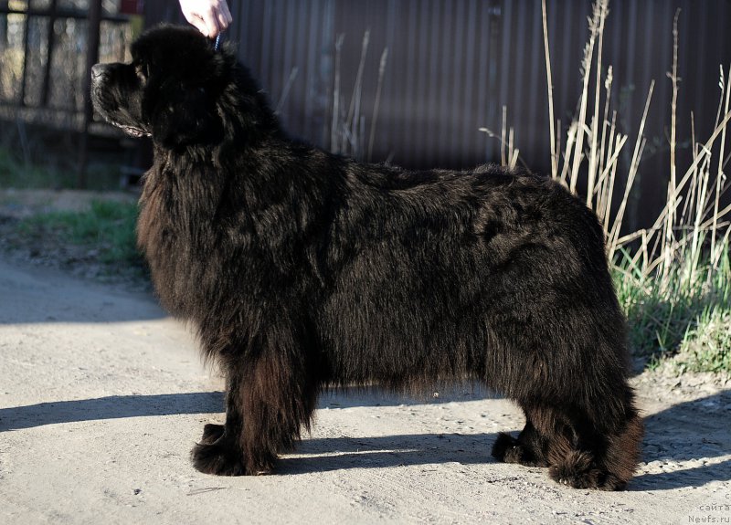 Фотография № 206536