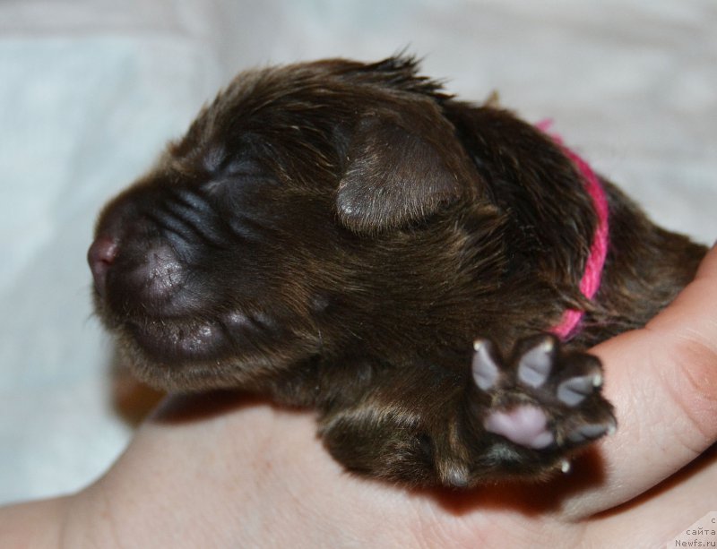 Фото: ньюфаундленд Zhdanny Syn Vialiki Miadzvedz, ньюфаундленд Джаконда