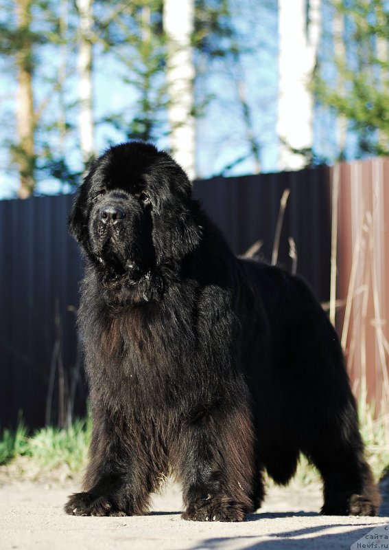 Фотография № 206539