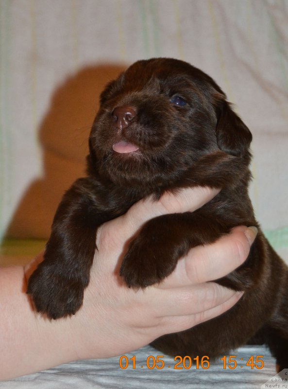 Фото: ньюфаундленд Zhdanny Syn Vialiki Miadzvedz, ньюфаундленд Джаконда